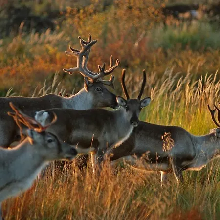 Semesterbostad Village Kuukiuru *