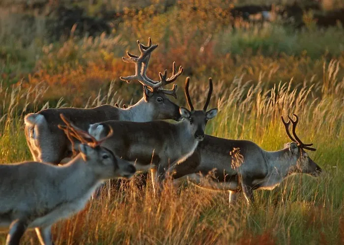 Tatil Evi Village Kuukiuru *